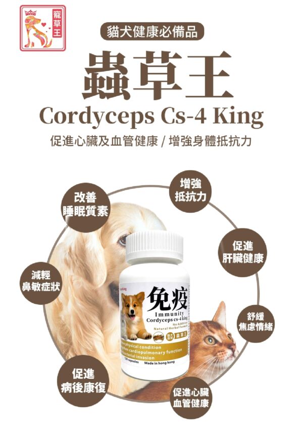 Cordyceps CS-4 King 蟲草王 - Image 2
