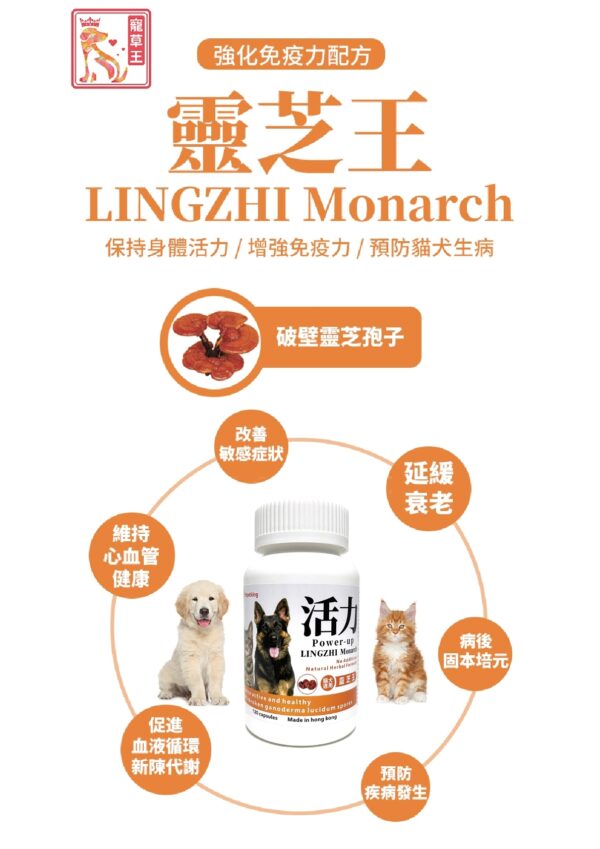 Lingzhi Monarch 靈芝王 - Image 2