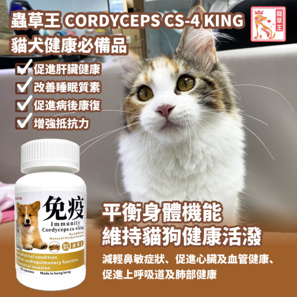 Cordyceps CS-4 King 蟲草王