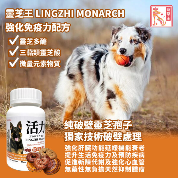 Lingzhi Monarch 靈芝王