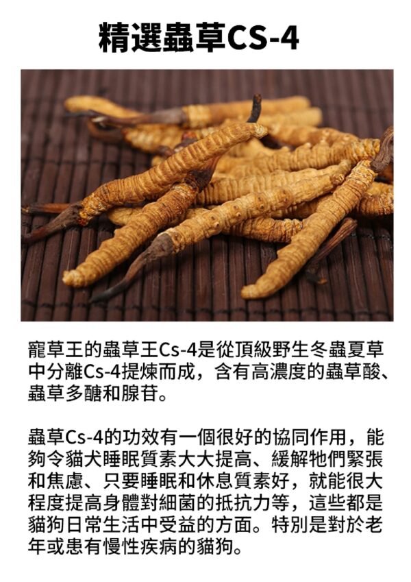 Cordyceps CS-4 King 蟲草王 - Image 3