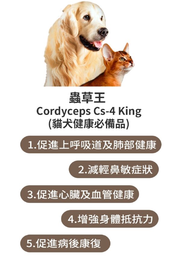 Cordyceps CS-4 King 蟲草王 - Image 4
