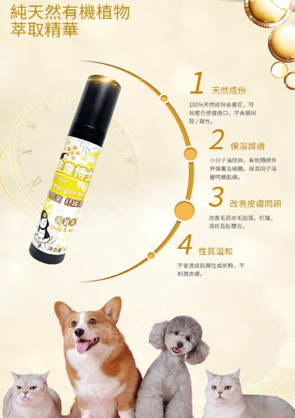 Marigold Spray 金盞博士 - Image 3